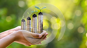 Hand Coin tree The tree grows on the pile. Saving money for the future. Investment Ideas and Business Growth. Green background