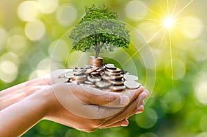 Hand Coin tree The tree grows on the pile. Saving money for the future. Investment Ideas and Business Growth. Green background wit photo