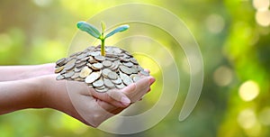 Hand Coin tree The tree grows on the pile. Saving money for the future. Investment Ideas and Business Growth. Green background