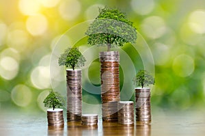 Hand Coin tree The tree grows on the pile. Saving money for the future. Investment Ideas and Business Growth. Green background wit