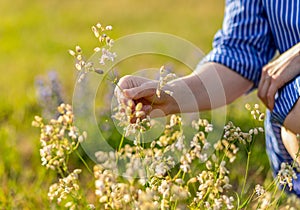 Hand collecting, picking summer wildflowers, field flowers, blooms in nature