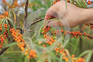 Hand collects sea buckthorn berries, harvesting