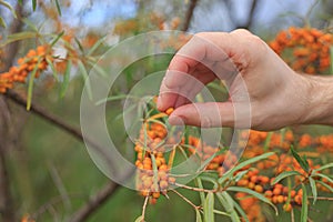 Hand collects sea buckthorn berries, harvesting