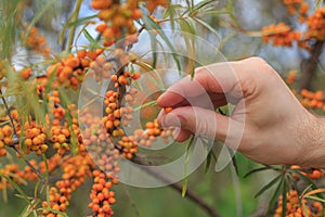 Hand collects sea buckthorn berries, harvesting