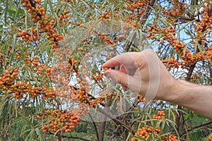 Hand collects sea buckthorn berries, harvesting