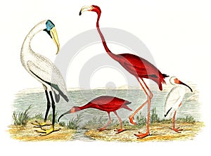 Hand-colored wood ibis and scarlet flamingo