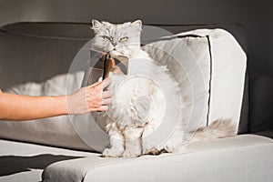 Hand combing lovely cute grey longhaired cat. Fluffy cat loves brushing