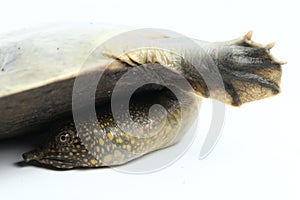 hand of Common softshell turtle or asiatic softshell turtle Amyda cartilaginea