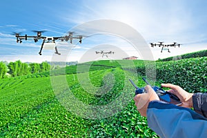 Hand control agriculture drone fly to sprayed fertilizer on the green tea fields, Smart farm 4.0 concept
