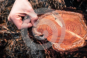 Hand counting tree rings on a cut pine log