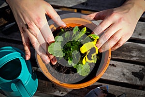 Hand covered in soil planting flower in pot