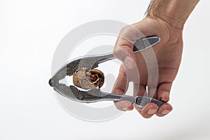 Hand cracks a nut with a nutcracker.