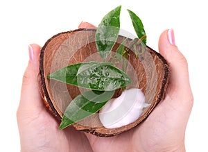 Hand cream in coconut shell