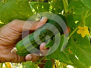 Hand with cucumber