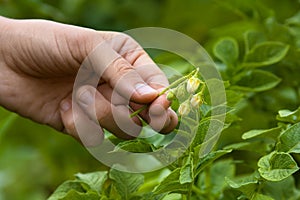 Hand with culled flower of potato