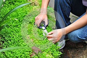 Hand cut selaginella uncinata