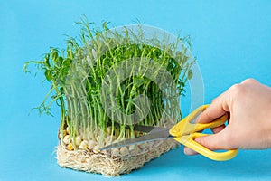 Hand cuts off pea microgreen sprouts with scissors on blue background