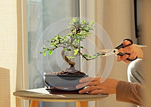 Hand cutting leaves of a bonsai ficus plant.