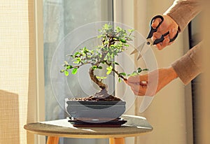 Hand cutting leaves of a bonsai ficus plant.