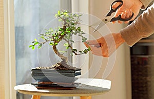 Hand cutting leaves of a bonsai ficus plant.