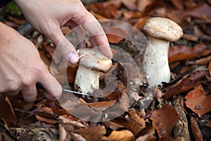 Hand cutting a mushroom