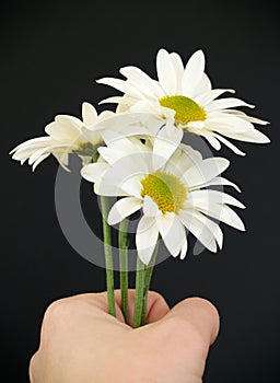 Hand with daisies