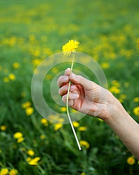 Hand with a dandelion flower