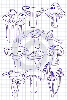 Hand darwn vector mushrooms outline image on notebook page background. Graphic line work of fungi set. isolated elements