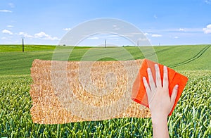 Hand deletes green wheat field by orange cloth