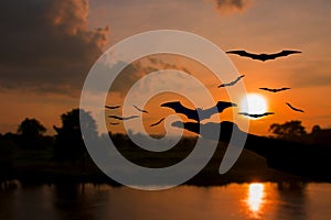 Hand devil liberate bat with silhouettes and water reflect Before sunset in Halloween day Concept background photo