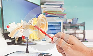 Hand doctor holding a red pen point Anatomy ENT Model ear isolated on a white background  lab equipment and hearing organ health