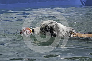 Hand of a Dog Trainer Helping an Australian Shepherd Learn to Swim