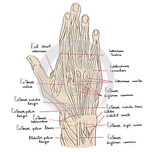 Hand dorsal muscles color