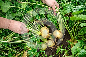 Hand dragging young turnip