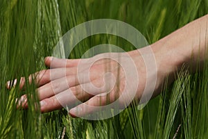 Hand on a grain field photo