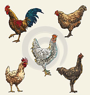 hand draw chicken collection vector illustration colour a