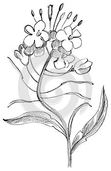 Hand draw cranberry flower drawn with a pencil photo