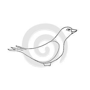 Hand draw dove style sketch on a black white