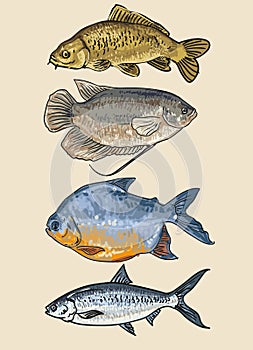 hand draw fish colour collection vector illustration