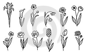 Hand draw floral and botanical elements.vector