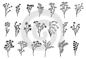 Hand draw floral and botanical elements.vector illustration