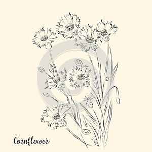 Hand draw of flower. Vector illustration.
