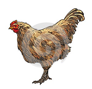 Hand draw Hen chicken illustration clip art colour