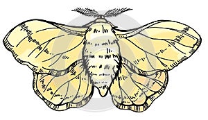 Hand draw illustration butterfly silkworm. For textil, wedding, beautiful background. photo