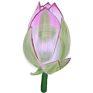 Hand draw lotus flower buds isolated on white background illustration procreate