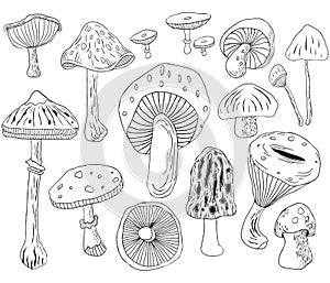 Hand Draw Mushroom Collections