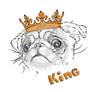 Hand draw portrait of pug in the crown. Use for print, posters, t-shirts. Vector illustration
