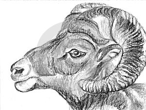 Hand draw sheep head
