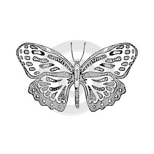 Hand draw vector butterfly silhouette. Isolated on white design vector  element.
