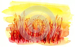 Hand draw watercolor grass flowers yellow orange red photo